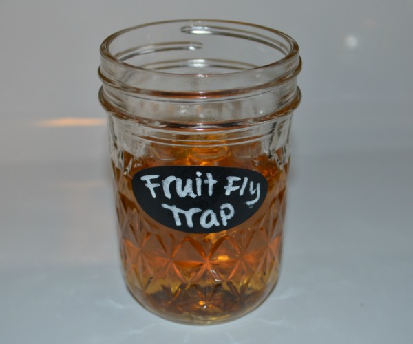 How to Get Rid of Gnats and Fruit Flies - Pennywise Cook