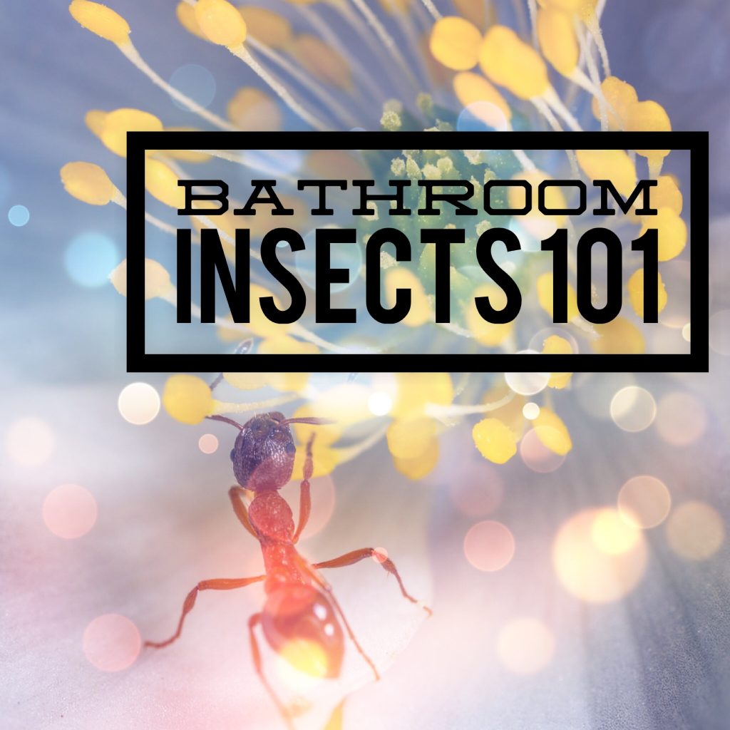 bathroom insects 101